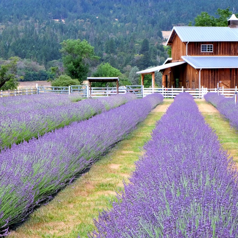 Rows of purple lavender plants in the foreground with a red barn in the background.