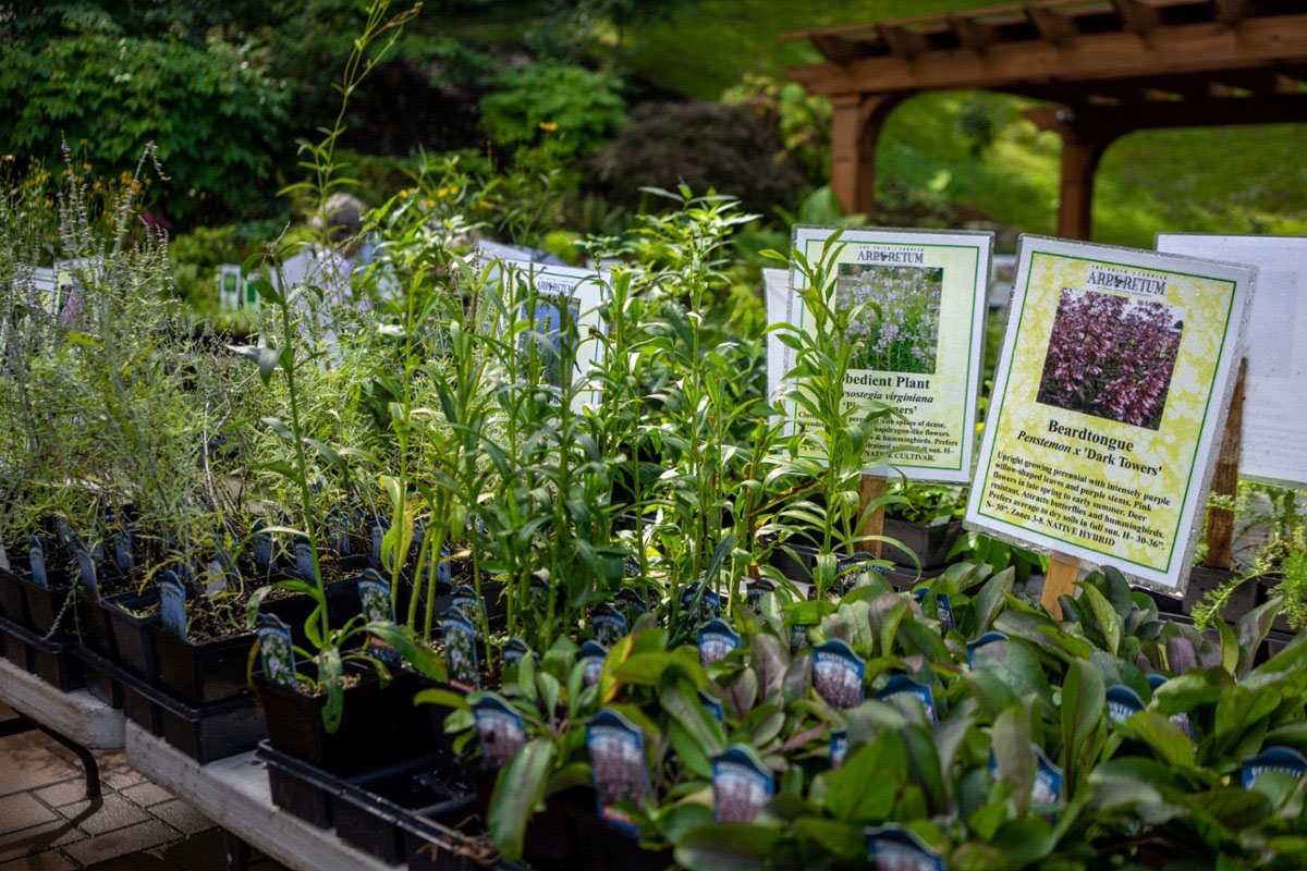 Different green potted plants on a table with plant tags.